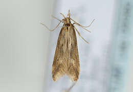 Image of Moth