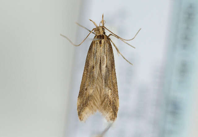 Image of Moth