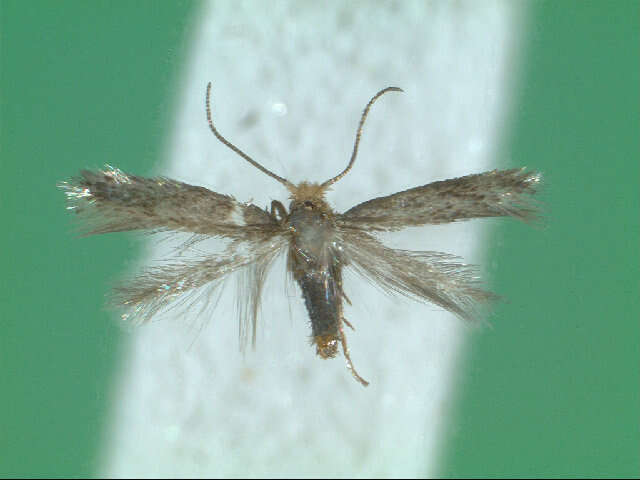 Image of Trifurcula subnitidella (Duponchel 1843) van Nieukerken et al. 1987