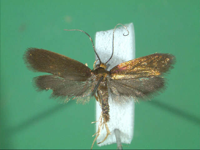 Image of Gracillarioidea