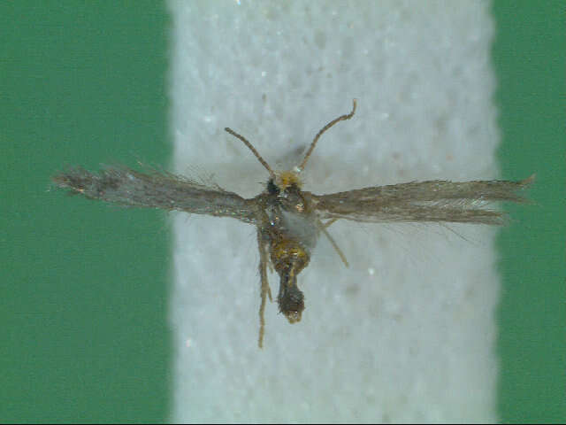 Image of Stigmella myrtillella (Stainton 1857) Vári 1944