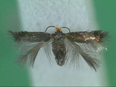 Image of Stigmella ruficapitella (Haworth 1828) Beirne 1945