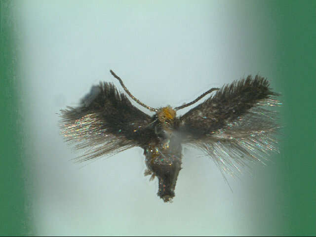 Image of Stigmella desperatella (Frey 1856) Beirne 1945