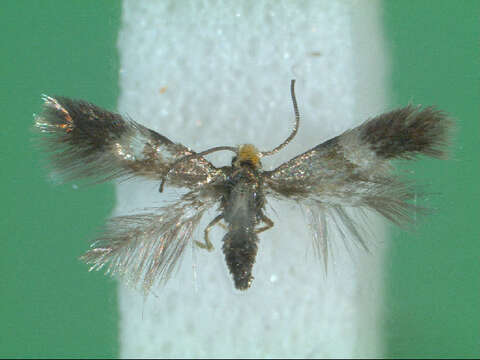 Sivun Stigmella tityrella (Stainton 1854) Hering 1957 kuva