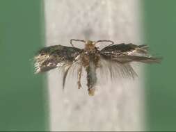 Image of Glaucolepis melanoptera (van Nieukerken & Puplesis 1991) Puplesis 1994