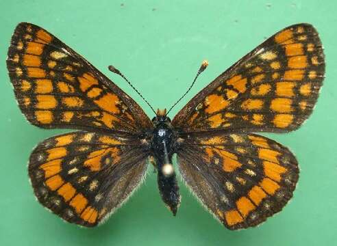 Image of Scarce fritillary