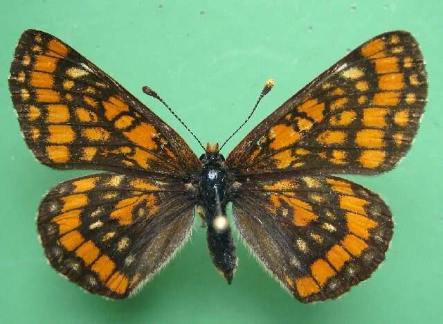 Image of <i>Euphydryas maturna</i>