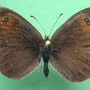 Image de <i>Erebia calcaria</i>