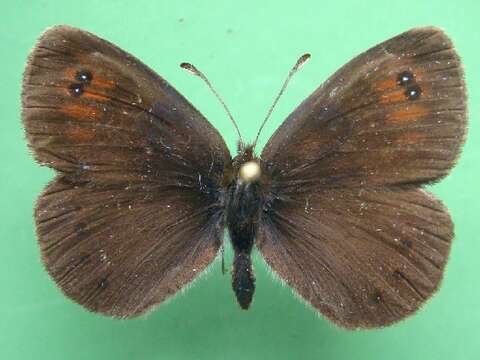 Image of <i>Erebia calcaria</i>