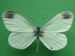 Image of Wood White