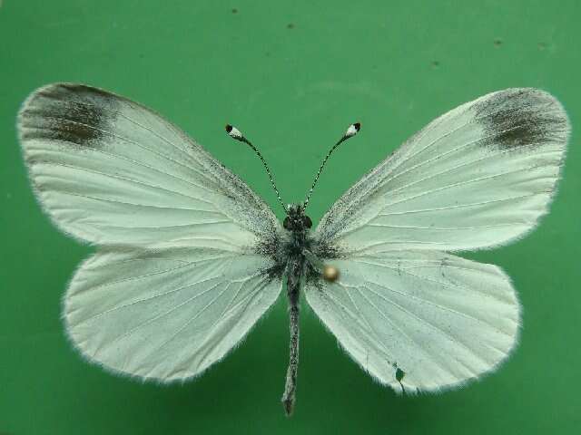 Image of Wood White