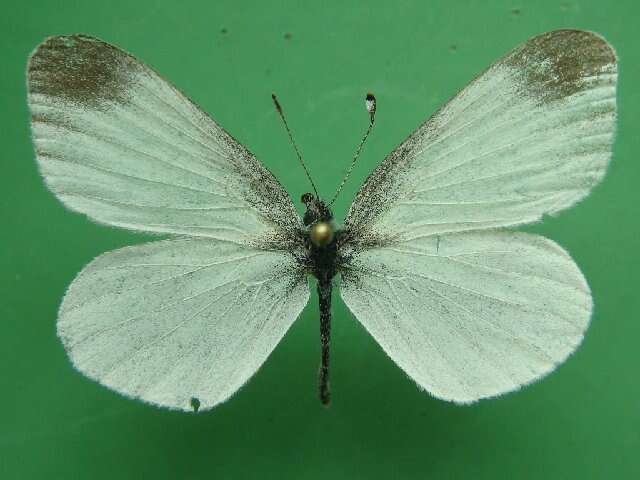 Image of Wood White