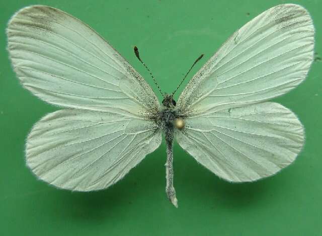 Image of Wood White