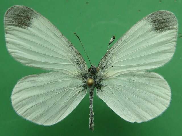 Image of Wood White