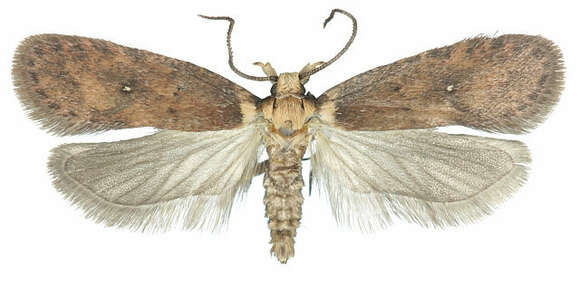 Image of Agonopterix paraselini