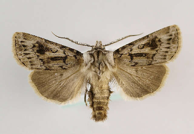 Image of <i>Agrotis proverai</i>