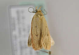 Imagem de Agonopterix pupillana Wocke 1887