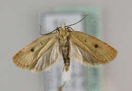 Imagem de Agonopterix pupillana Wocke 1887