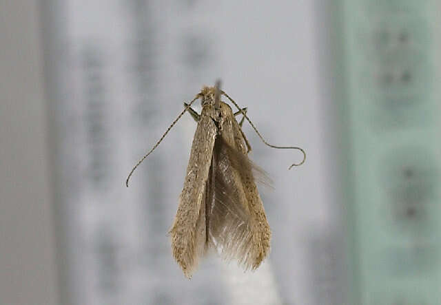 Image of convolvulus leafminer