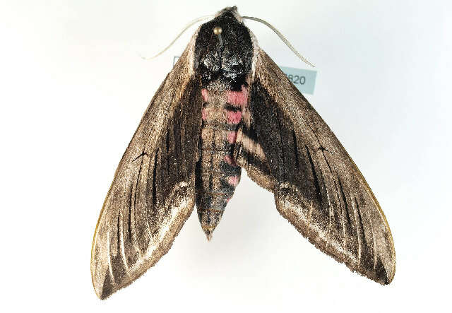 Image of privet hawk-moth