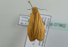 Image of orange footman