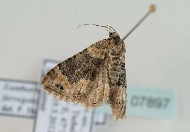 Image of dark-barred twin-spot carpet