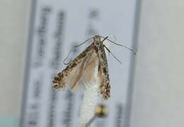 Image of Hazel Slender