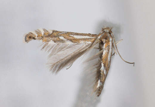 صورة Phyllonorycter deschkai Triberti 2007