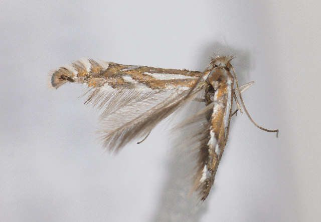 صورة Phyllonorycter deschkai Triberti 2007