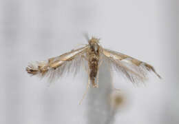 Image of Beech Midge