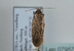 Image of Agonopterix heracliana Linnaeus 1758