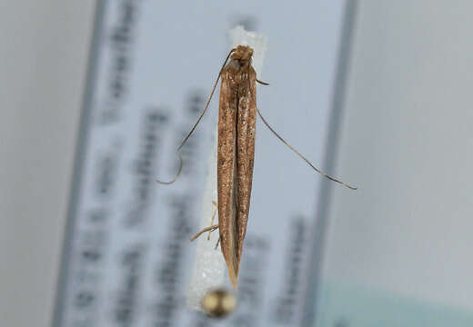 Image of Caloptilia elongella (Linnaeus 1761)