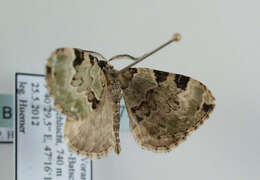 Colostygia pectinataria Knoch 1781 resmi