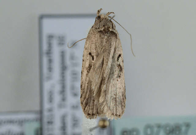 Image of Agonopterix ocellana Fabricius 1775