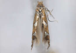 Imagem de Phyllonorycter strigulatella (Zeller 1846)