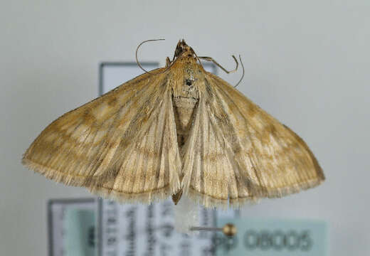 صورة Sitochroa verticalis Linnaeus 1758