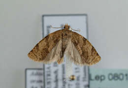 Image of summer fruit tortrix