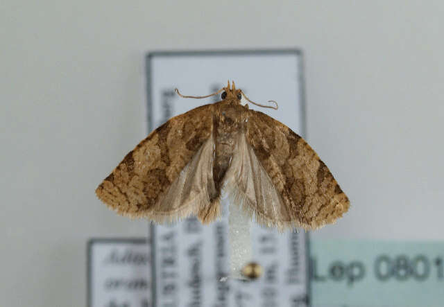 Image of summer fruit tortrix