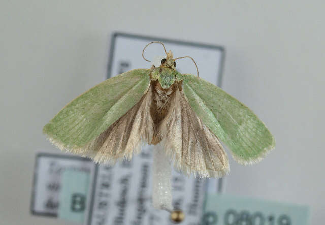 Image of green oak tortrix