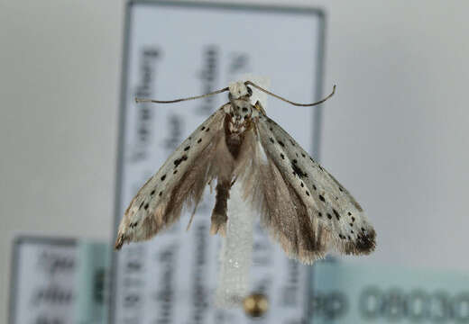 Image of black-tipped ermine