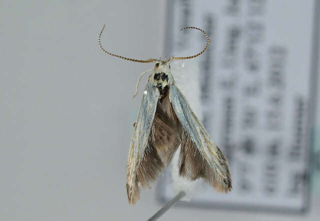 <i>Coleophora kuehnella</i>的圖片