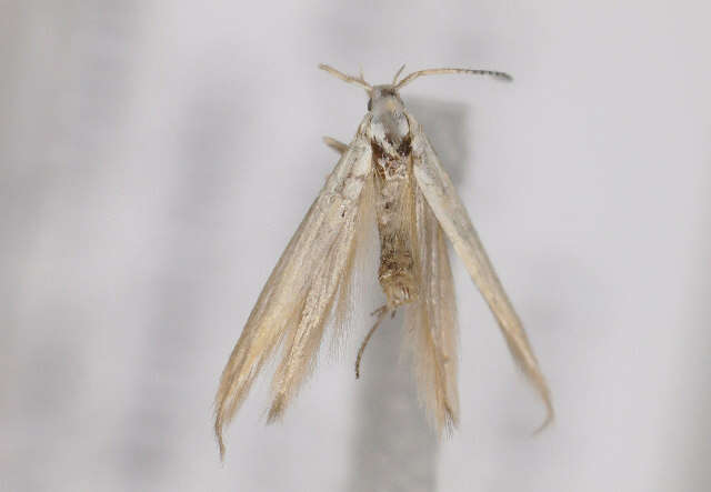 Image of Coleophora congeriella Staudinger 1859