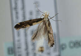 Image of Argyresthia conjugella