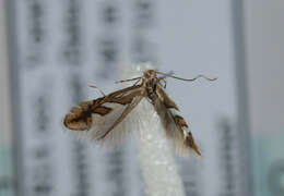 صورة Phyllonorycter mespilella (Hübner 1805)