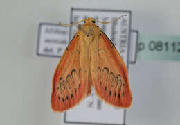 Image of rosy footman