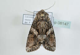 Image of Beautiful Brocade