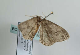 Image of The Small Engrailed