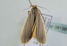 Image of common footman