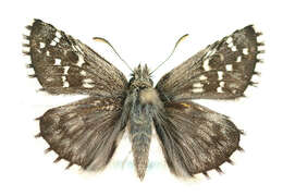 Image of Alpine Grizzled Skipper