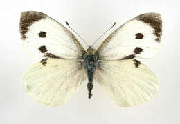 Image of cabbage butterfly